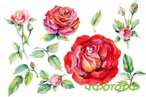 Roses red PNG watercolor flower set 371716