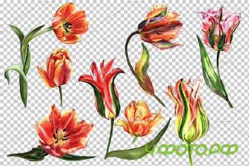 Tulip red PNG watercolor flower set - 4230147