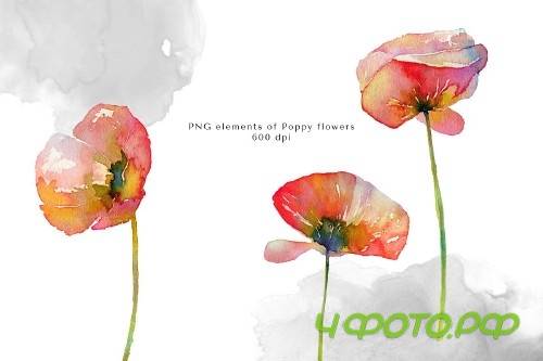 Watercolor Red Poppy Flowers - 4172505