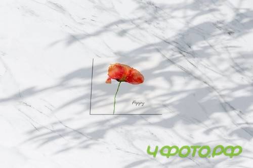 Watercolor Red Poppy Flowers - 4172505