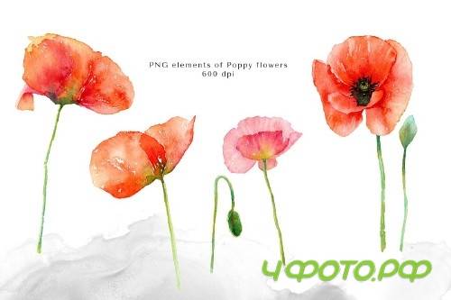 Watercolor Red Poppy Flowers - 4172505