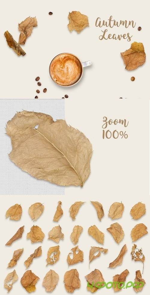 Autumn Leaves - 4189322