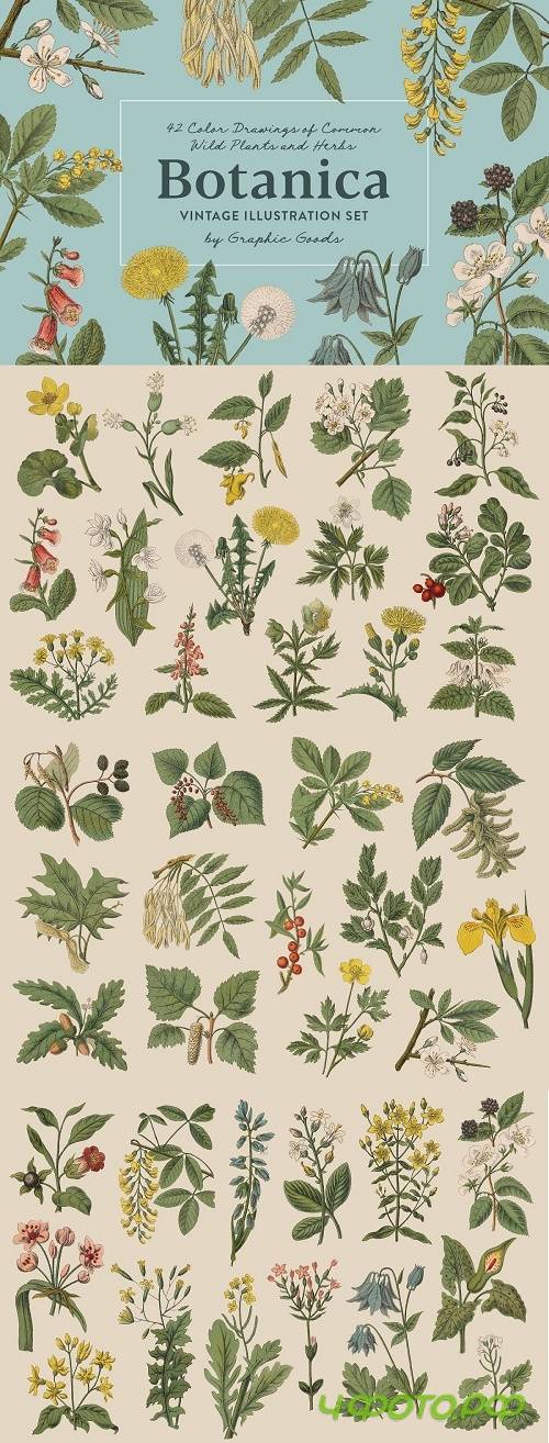 Botanica - Vintage Illustrations - 4273368