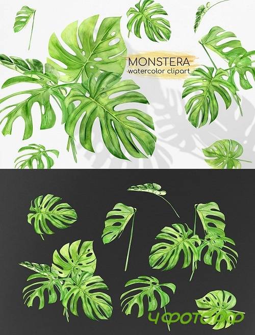 Watercolor Monstera Clipart. Tropical Clipart. Green Leaves - 515159
