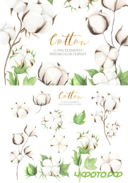 Watercolor Cotton Clipart Watercolor Cotton Clipart