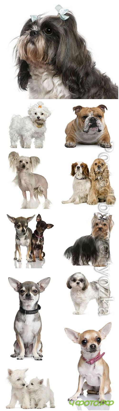 Dogs of different breeds beautiful stock photo