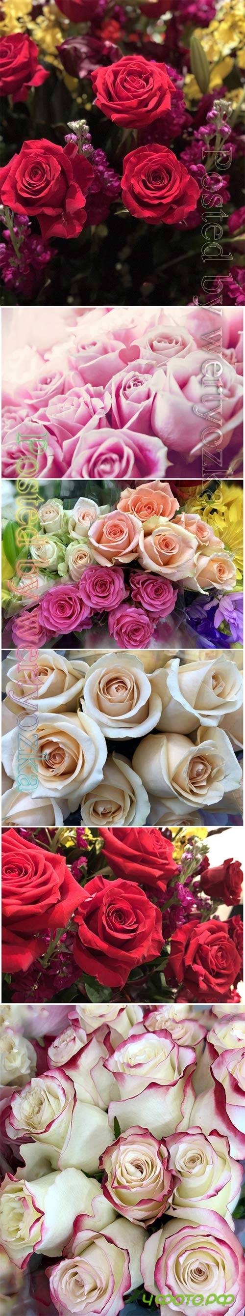 Roses beautiful stock photo