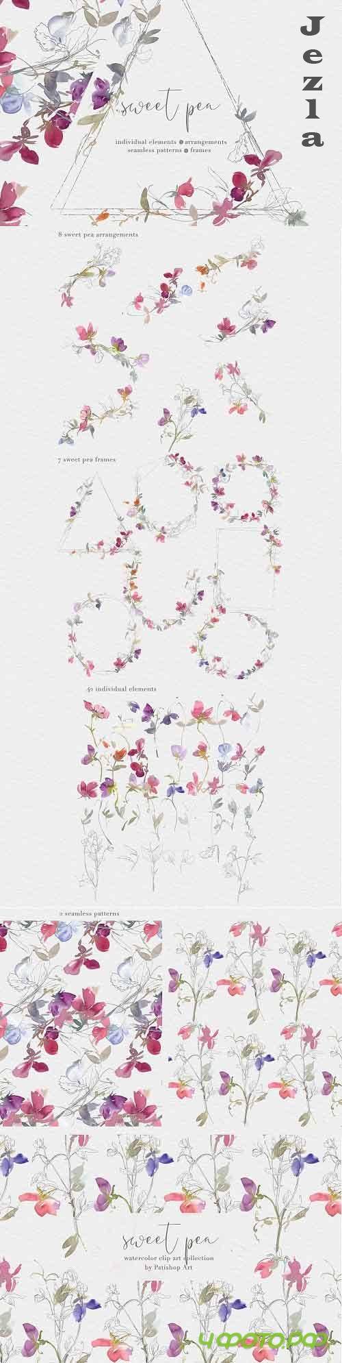 Watercolor Sweet Pea Clipart Set - 4885068
