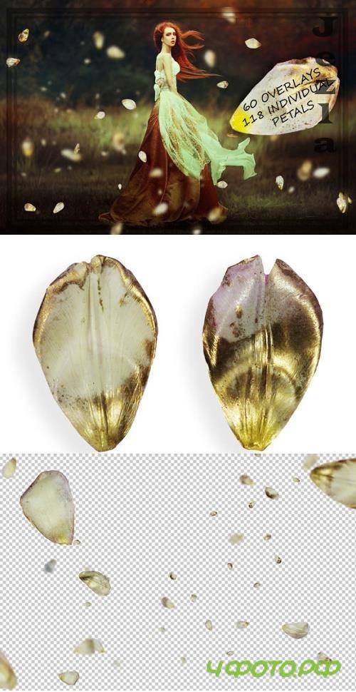 Gold & White Tulip Petals Overlays