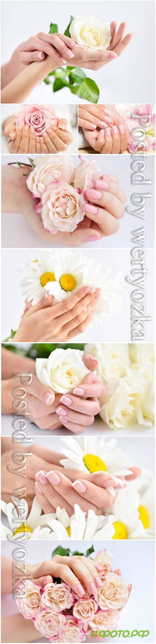 Beautiful manicure. female hands with flowers stock photo
