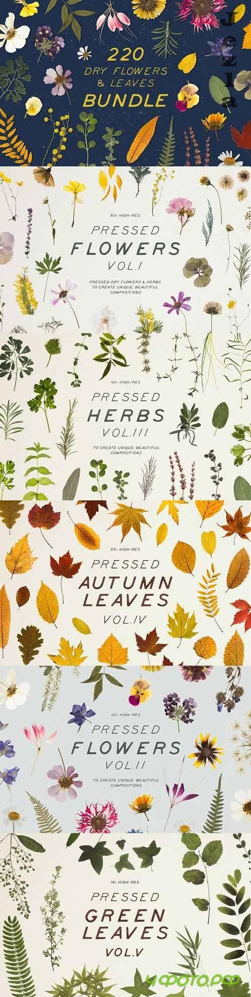 Bundle - Dry Flowers & Leaves 4592866