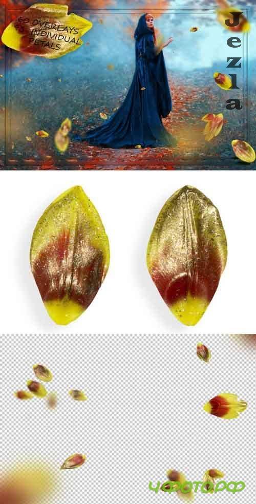 Orange & Gold Tulip Petals Overlays