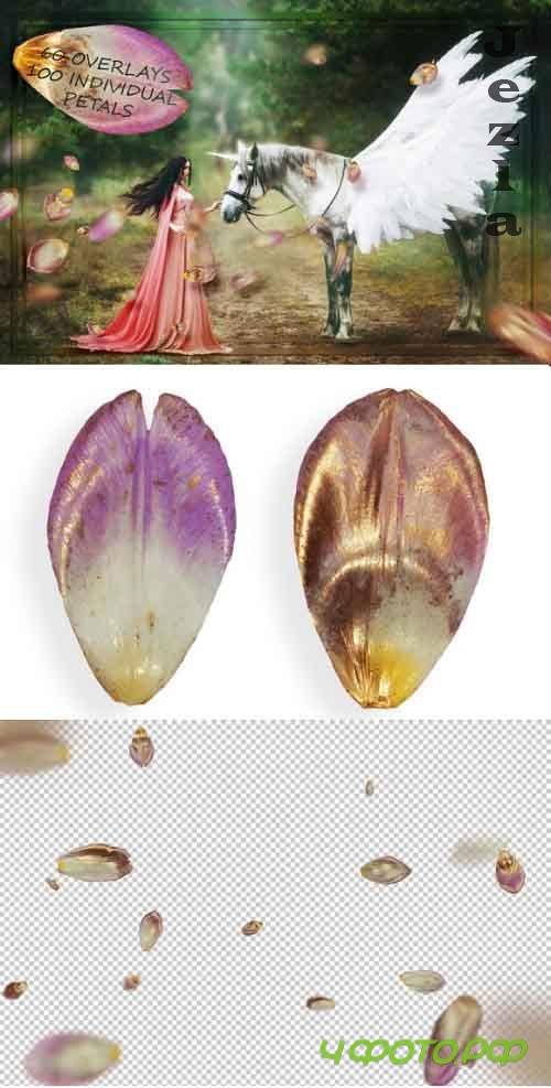 Pink & Gold Tulip Petals Overlays