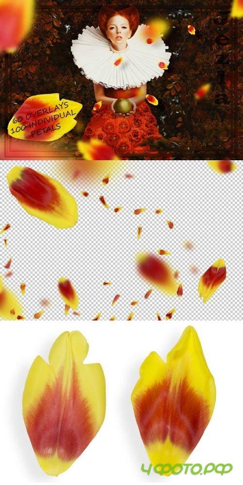 Orange Tulip Petals Overlays