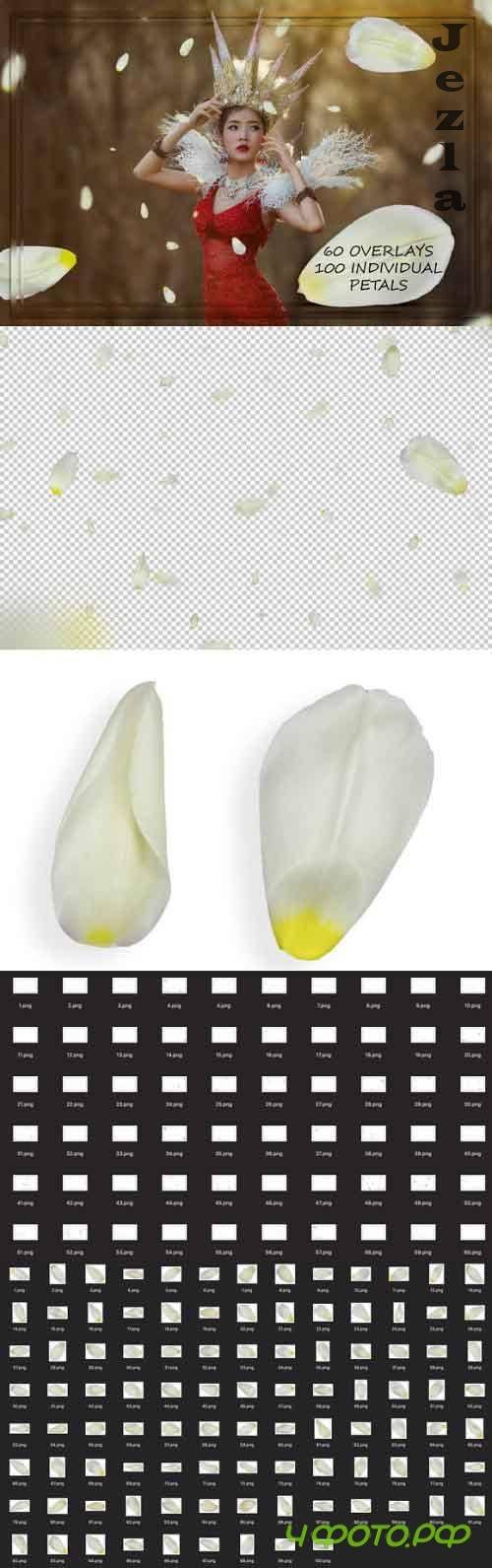White Tulip Petals Overlays