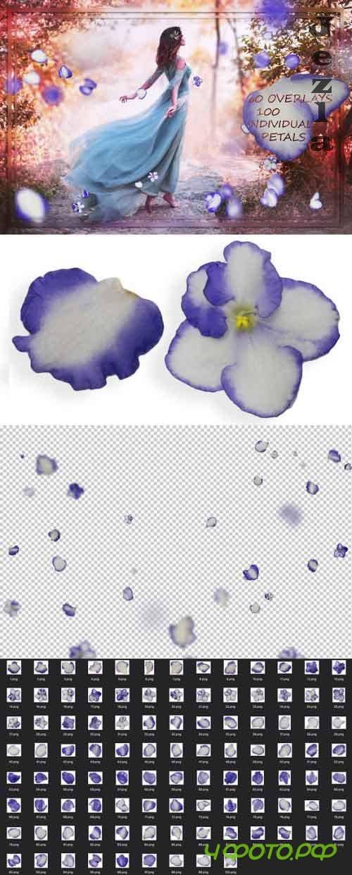 Violet Petals & Flowers Overlays