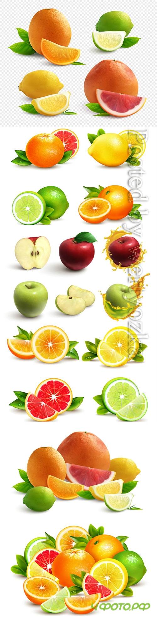 Citrus fruits vector illustration