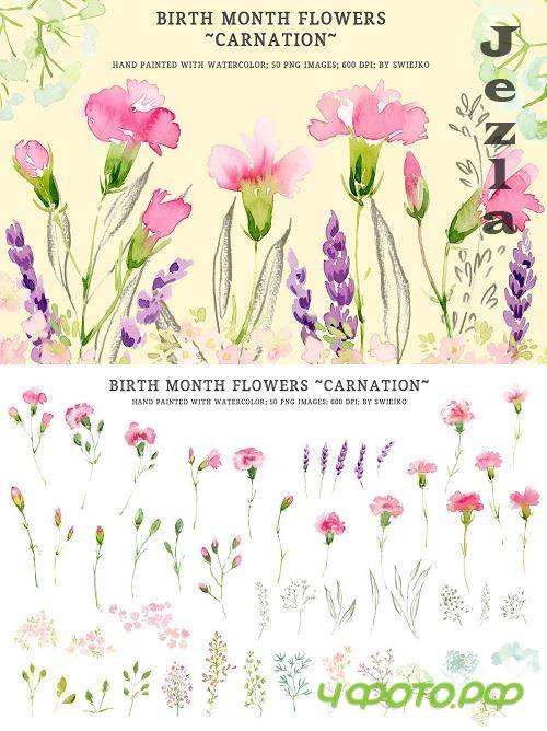 Watercolor Birth Flowers - Carnation - 5178765 Watercolor Birth Flowers - Carnation - 5178765