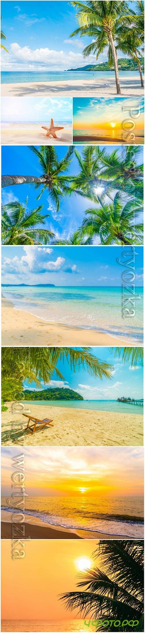 Beautiful tropical beach, palm tree, sunset at sea