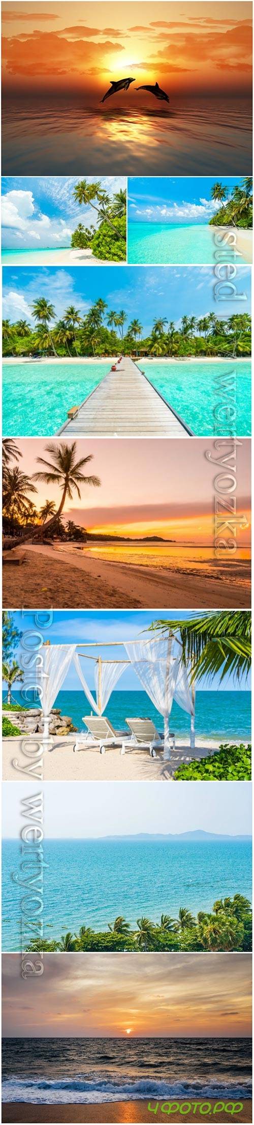 Beautiful tropical beach sea, dolphins at sunset