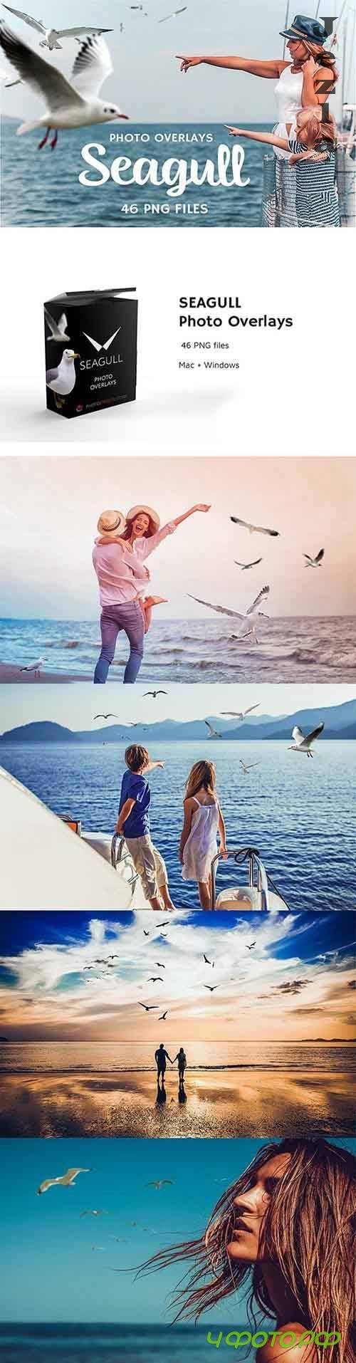 46 Seagull Photo Overlays 5224595