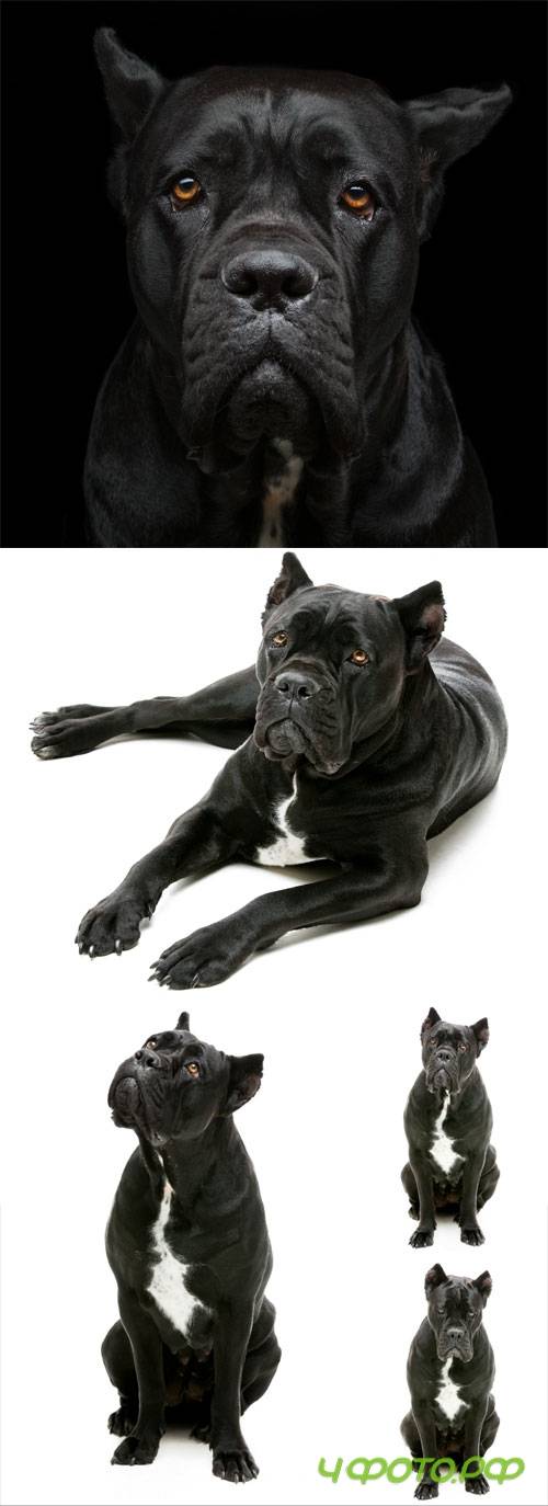 Purebred dog stock photo
