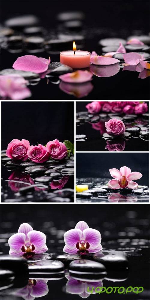 Orchid, roses and spa stones stock photo